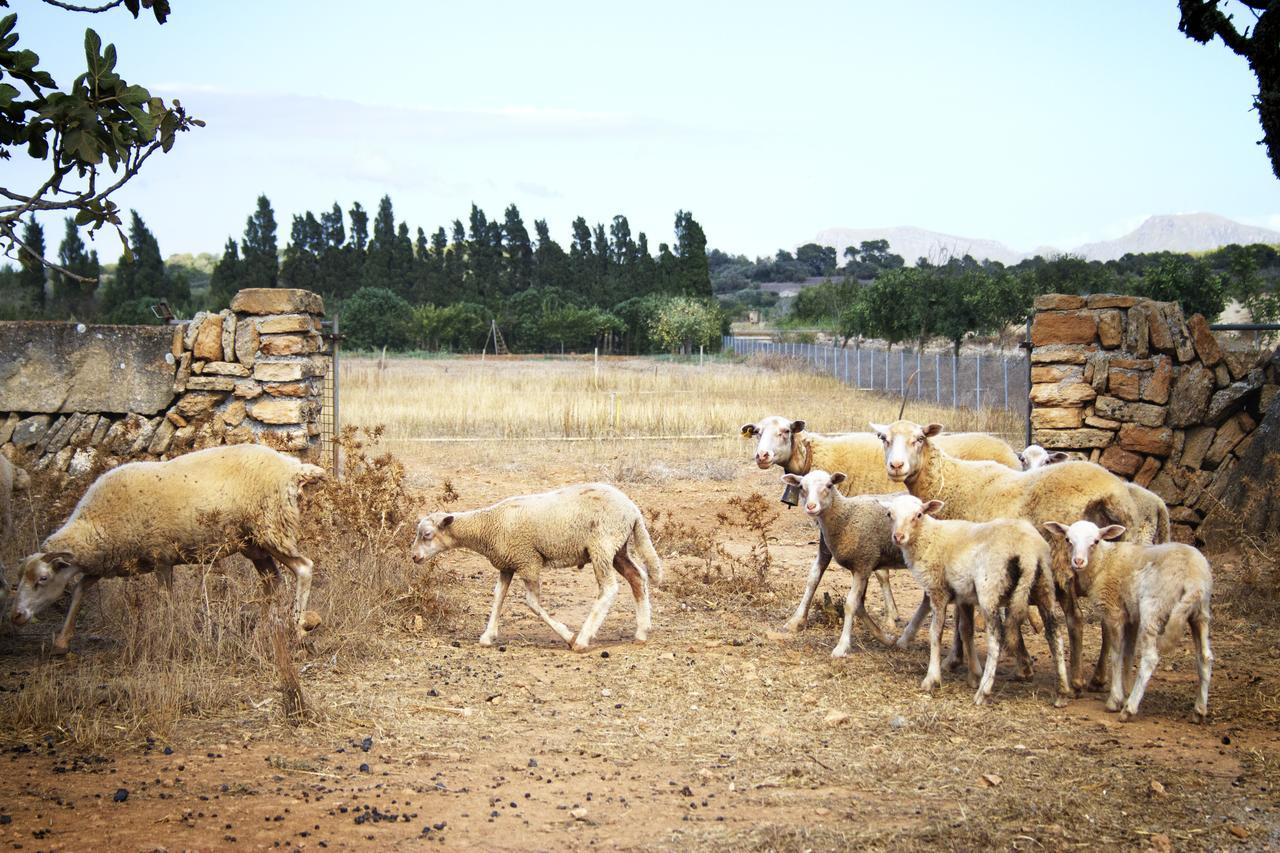 Agroturismo Can Pere Rei Son Serra de Marina Eksteriør bilde