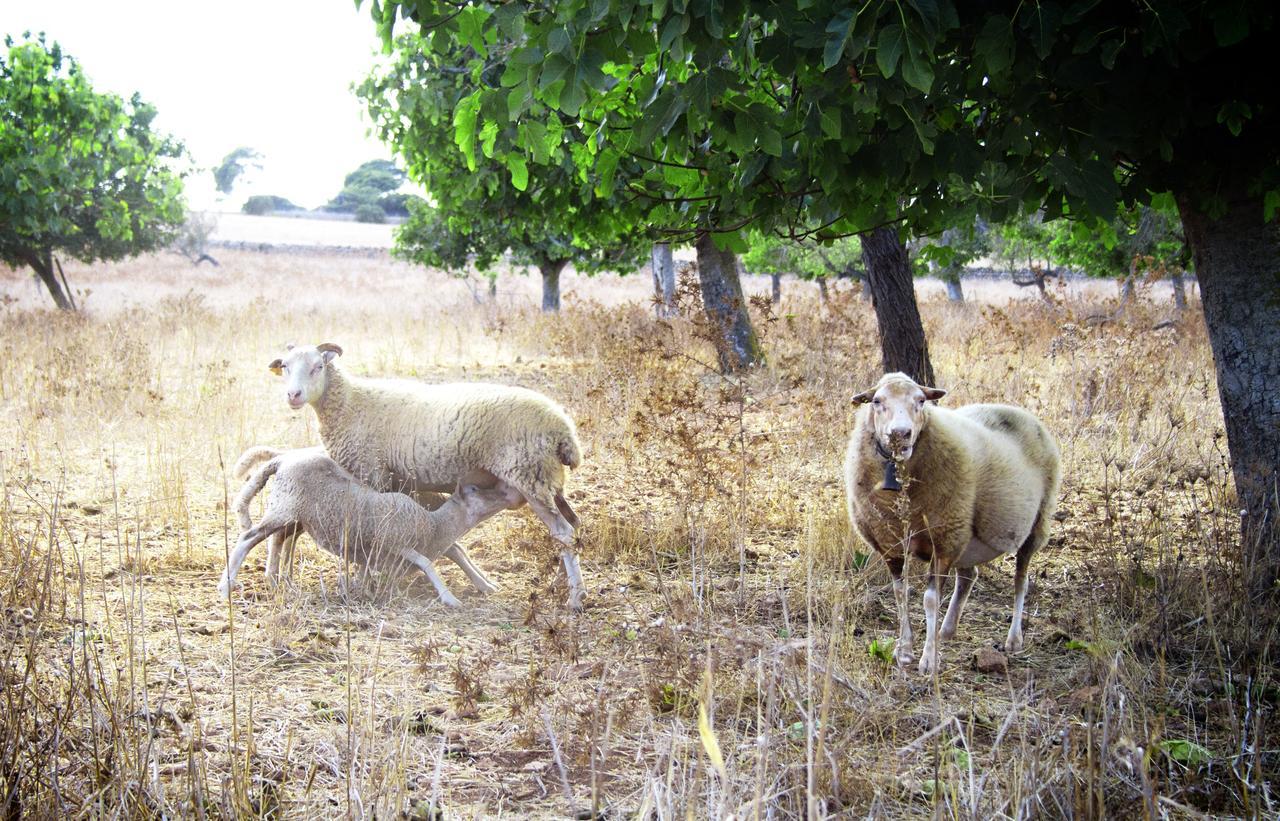 Agroturismo Can Pere Rei Son Serra de Marina Eksteriør bilde